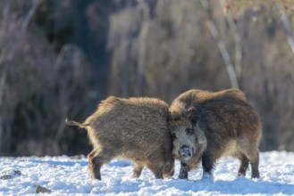 Two young wild boars (Sus scrofa) wrestle with each other in the backlight of the sun in a clearing