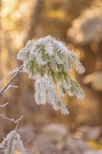 Frost-covered pine branch in golden light in winter, Black Forest, Germany