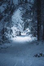 A snowy trail through a forest in a quiet winter scene, Besenfeld, Black Forest, Germany
