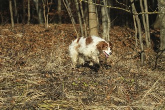 Hunting dog Irish Setter rummages at the edge of the forest while hunting, Allgäu, Bavaria,