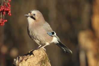 Eurasian jay (Garrulus glandarius) at winter feeding in the forest, Allgäu, Bavaria, Germany,