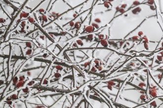 Rose hips on snow-covered branches, winter, Blaubeuren, Swabian Jura, Baden-Württemberg, Germany