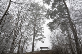 An empty bench between bare trees covered with brawl in a quiet, foggy winter forest, Blaubeuren,