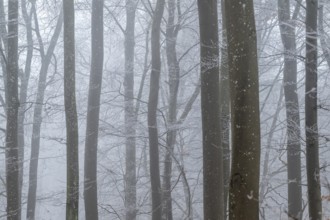 Bare tree trunks stand close together in a foggy winter forest, Blaubeuren, Swabian Jura,