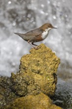 White-throated White-throated Dipper (Cinclus cinclus), standing on a tufa in front of a waterfall,