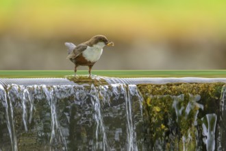 White-throated White-throated Dipper (Cinclus cinclus), standing on the edge of a weir with insects