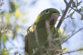 Close-up of a baboon parakeet (Psittacara leucophthalmus) in the wild, Buenos Aires, Argentina