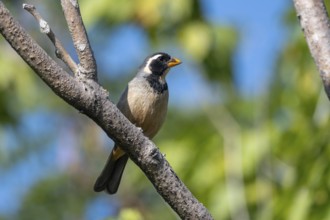 Golden-billed Saltator (Saltator aurantiirostris) in a tree, Buenos Aires, Argentina