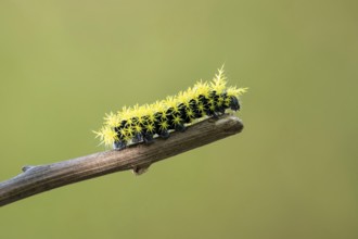 Close-up of a caterpillar of the species Leucanella viridescens with neon yellow spines as a
