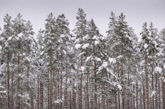 Deep snow-covered pine forest, near Jönköping, Jönköpings län, Sweden