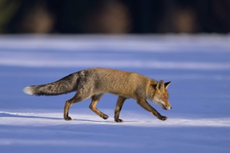 Red fox (Vulpes vulpes), foraging in a meadow covered with snow, Swabian Alb biosphere reserve,
