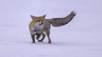 Red fox (Vulpes vulpes), with caught mouse on a meadow covered with snow, Swabian Alb biosphere