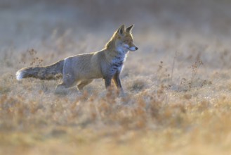 Red fox (Vulpes vulpes), securing in the last light in a meadow, Swabian Alb biosphere reserve,