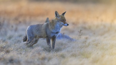 Red fox (Vulpes vulpes), securing at the leach in the last light, roe deer (Capreolus capreolus),
