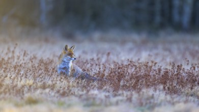 Red fox (Vulpes vulpes), securing in the last light, Swabian Alb biosphere reserve,