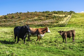 Bulls and Cows on Scottish Borders Farms, Scotland, UK