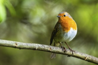 European Robinin in his environment. His Latin name is Erithacus rubecula