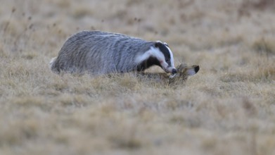 European badger (Meles meles), on roadkill, European hare (Lepus europaeus), in a meadow, Swabian