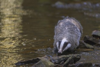 European badger (Meles meles), foraging on the banks of a stream in the last light, deciduous tree