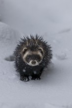Moving around in closed snow cover is difficult for the European polecat (Mustela putorius), snow,