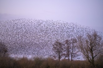 A flock of starlings (Sturnus vulgaris) forms impressive patterns in front of a colourful sky at
