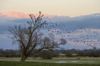 A flock of starlings (Sturnus vulgaris) flies into a bare willow (Salix spec.) standing at the