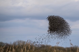 A flock of starlings (Sturnus vulgaris) draws a dynamic shape in the sky, Dümmer nature park Park,