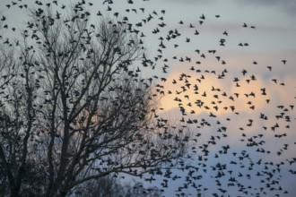 A flock of starlings (Sturnus vulgaris) flying from a tree in front of a colourful sky at sunset,