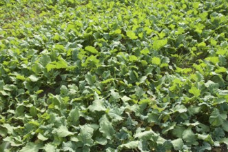 Winter rape, wintering, frost-resistant green manure plant, promotes the biological activity of the