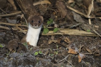 An ermine (Mustela erminea) looks out attentively from its den on a leaf-covered forest floor,