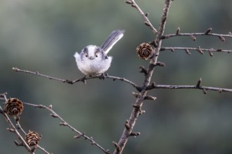 Long-tailed Tit (Aegithalos caudatus), Emsland, Lower Saxony, Germany