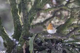 European robin (Erithacus rubecula), Emsland, Lower Saxony, Germany