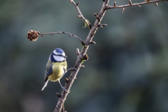 Blue tit (Parus caerulea), Emsland, Lower Saxony, Germany