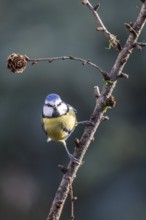 Blue tit (Parus caerulea), Emsland, Lower Saxony, Germany