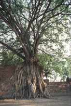 Buddha's head grown into the poplar fig (Ficus religiosa) . According to Buddhist tradition,