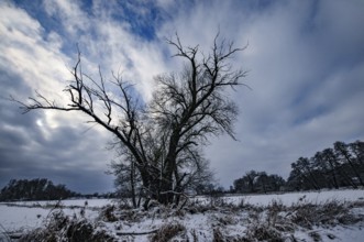 Wintery floodplain landscape along the Schmutter in the Augsburg Western Wälder nature park Park,