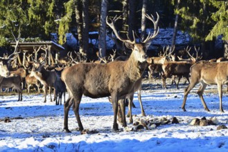 Wild feeding of red deer in the Allgäu region, Bavaria, Germany