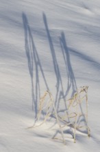 Shadow-casting grasses in snow, Emsland, Lower Saxony, Germany