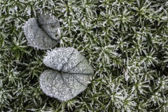 Cyclamen leaf (Cyclamen coum) on moss in hoarfrost, Emsland, Lower Saxony, Germany