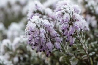 Snow heather (Erica carnea) in hoarfrost, Emsland, Lower Saxony, Germany
