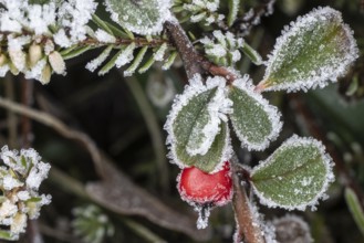 Cotoneaster horizontalis in hoarfrost, Emsland, Lower Saxony, Germany