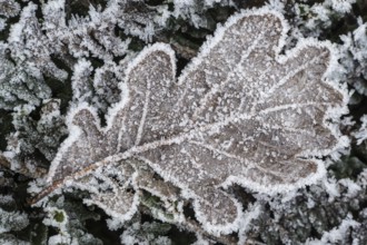 Oak leaf (Quercus robur) on fern frond (Polystichum) in hoarfrost, Emsland, Lower Saxony, Germany