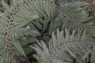 Fern fronds (Polystichum) in hoarfrost, Emsland, Lower Saxony, Germany