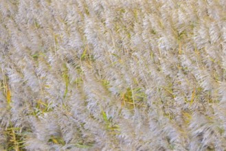 Motion blurred panicles of common reeds (Phragmites australis, Phragmites communis) in reedbed,
