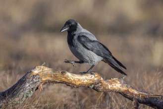 Northern European hooded crow (Corvus cornix cornix, Corvus corone cornix) perched on branch in