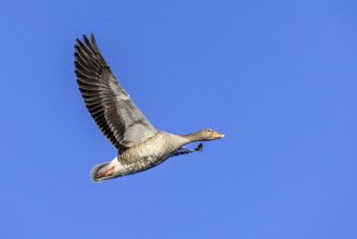 Greylag goose, graylag goose (Anser anser) flying against blue sky in winter