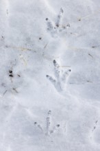 Rock ptarmigan (Lagopus muta, Lagopus mutus) tracks, footprints in the snow in winter