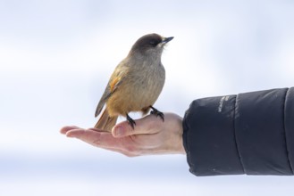 Man hand feeding Siberian jay (Perisoreus infaustus, Corvus infaustus) in snow covered forest in