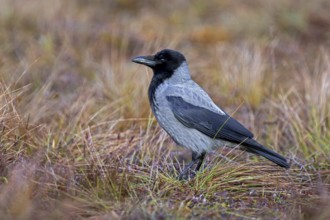 Northern European hooded crow (Corvus cornix cornix, Corvus corone cornix) foraging on the ground