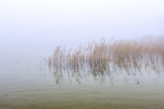 Common reeds (Phragmites australis, Phragmites communis) in reedbed, reed bed in wetland during